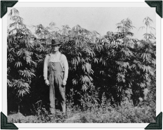 Hemp Farm